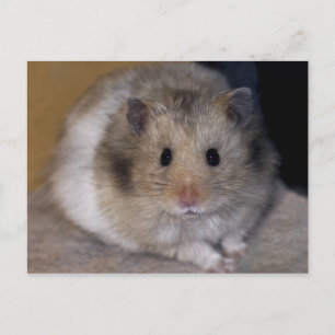 Hammie Postcard