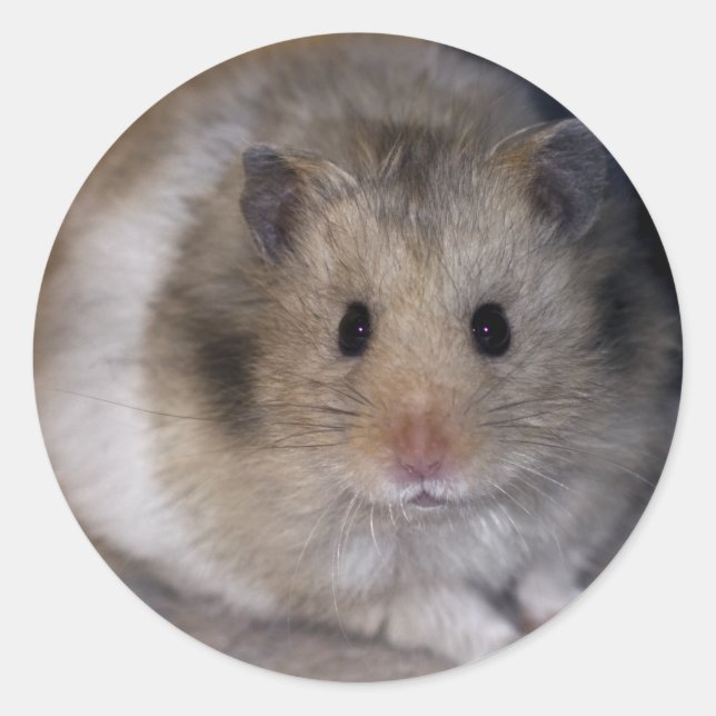 Hammie Sticker (Front)