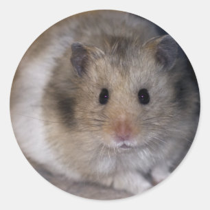 Hammie Sticker