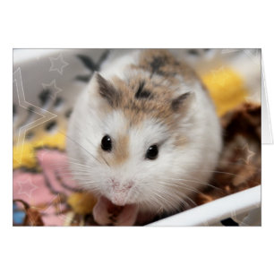 Hammyville - Cute Hamster