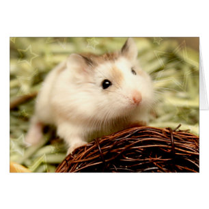 Hammyville - Cute Hamster