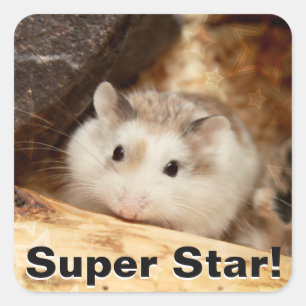 Hammyville - Cute Hamster Square Sticker