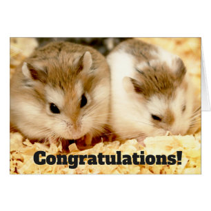 Hammyville - Hamster Congratulations
