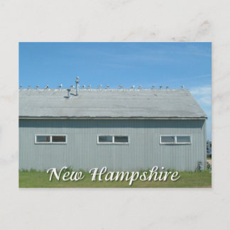 Hampton Beach, New Hampshire seagulls Postcard
