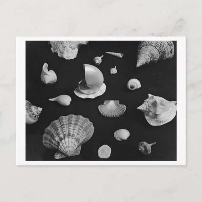 Hamptons 'Seashells' POSTCARD (Front)