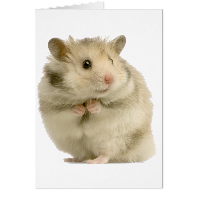 Hamster (Devant)