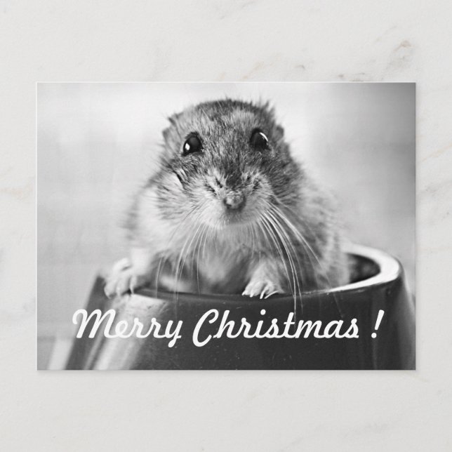 Hamster Christmas Card (Front)
