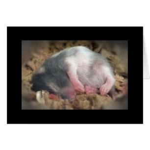 Hamster de bébé dormant