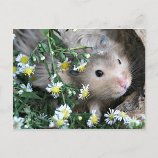 Hamster in flowers postcard