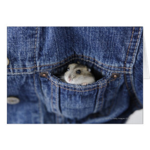 Hamster in pocket