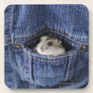 Hamster in pocket coaster