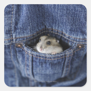 Hamster in pocket square sticker