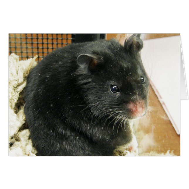 Hamster noir (Devant horizontal)