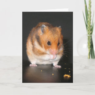 Hamster notecard
