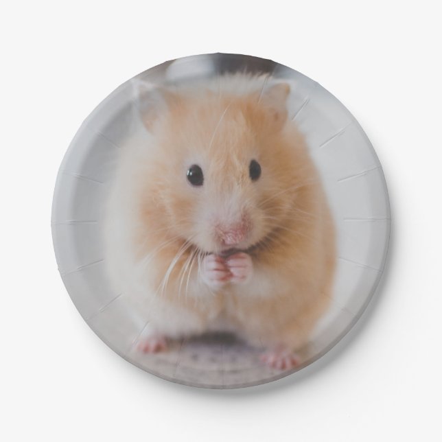 hamster paper plate (Front)