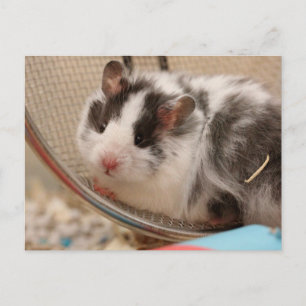 Hamster Postcard
