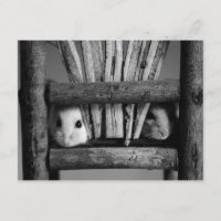 Hamster Postcard