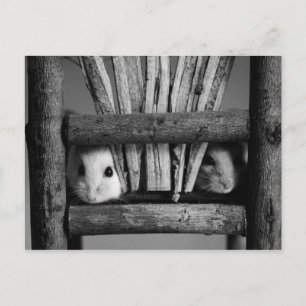 Hamster Postcard