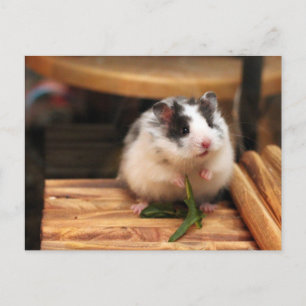Hamster Postcard