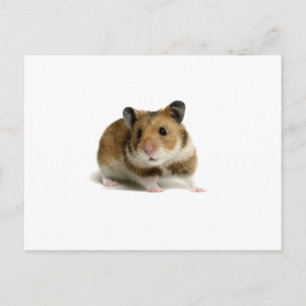 Hamster Postcard