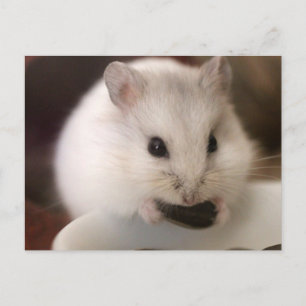Hamster Postcard