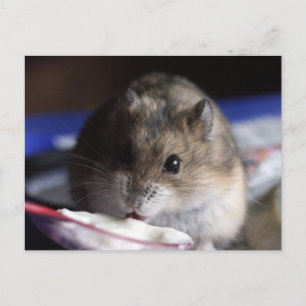 Hamster Postcard