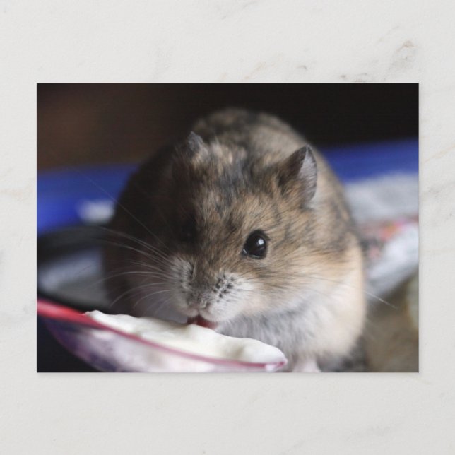 Hamster Postcard (Front)