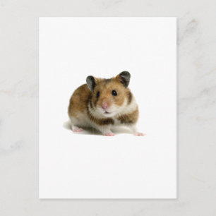 Hamster Postcard