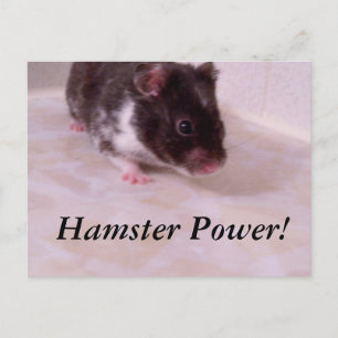 Hamster power Noah, Hamster Power! Postcard