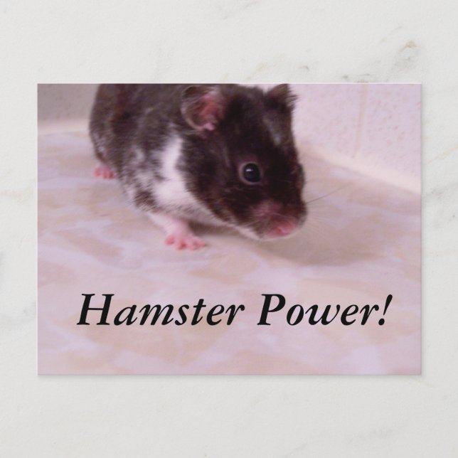 Hamster power Noah, Hamster Power! Postcard (Front)