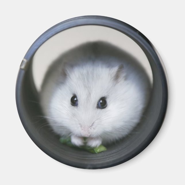 Hamster Tube Magnet (Front)