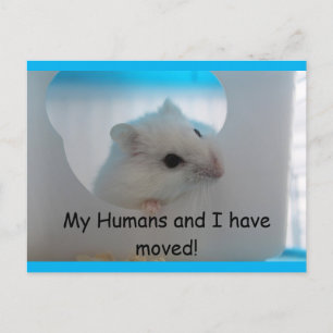 Hamster We Moved Postcard