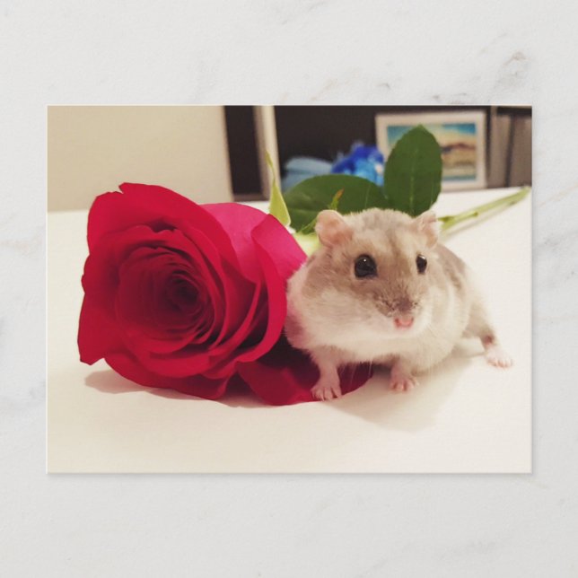 Hamster With a Rose Postcard (Front)