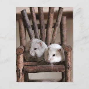 Hamsters Postcard