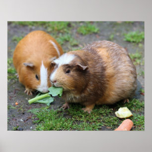 Hamsters Poster