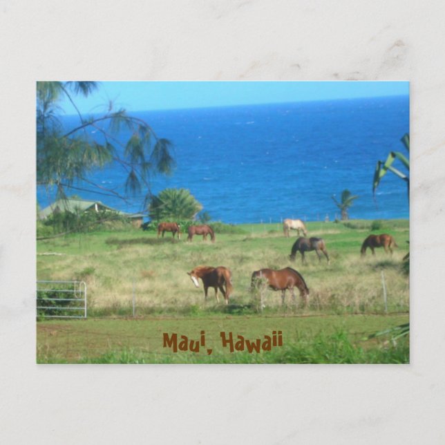 Hana Horses Postcard (Front)