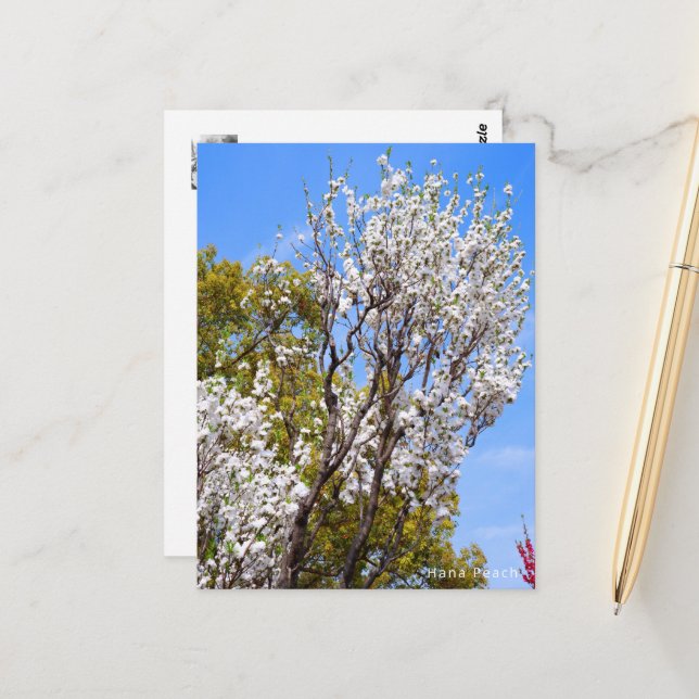 Hana Peach Postcard (Front/Back In Situ)