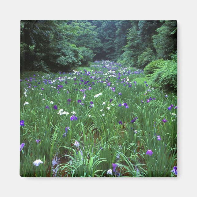 Hana Shobu (Japanese Water Iris), Meiji Shrine, Magnet (Front)