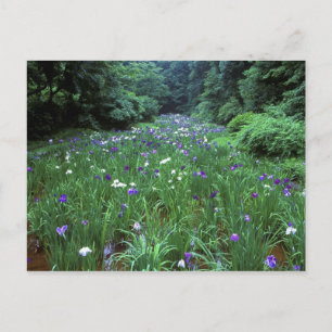 Hana Shobu (Japanese Water Iris), Meiji Shrine, Postcard
