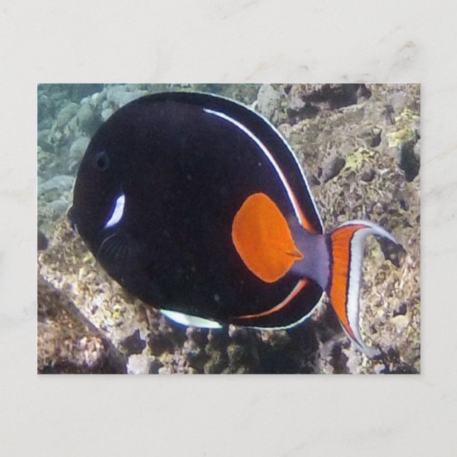 Hanauma Bay - Achilles Tang Fish Postcard (Front)