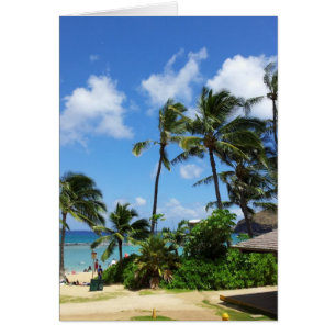 Hanauma Bay Hawaii Coconut Trees