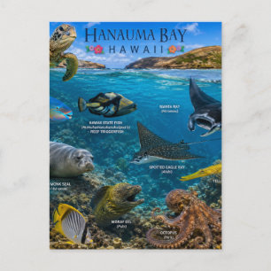 Hanauma Bay Hawaii Postcard
