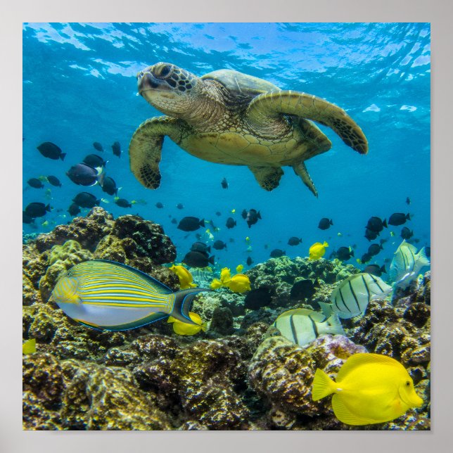 Hanauma Bay Hawaii Poster (Front)