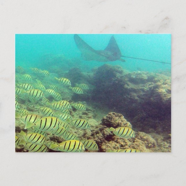 HANAUMA BAY HAWAII - Spotted Eagle Ray Postcard (Front)