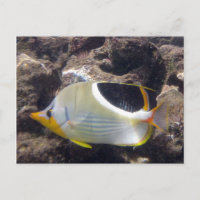 Hanauma Bay - Saddleback Butterfly Fish