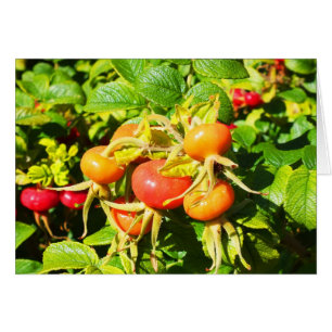 hanches roses, carte Jersey