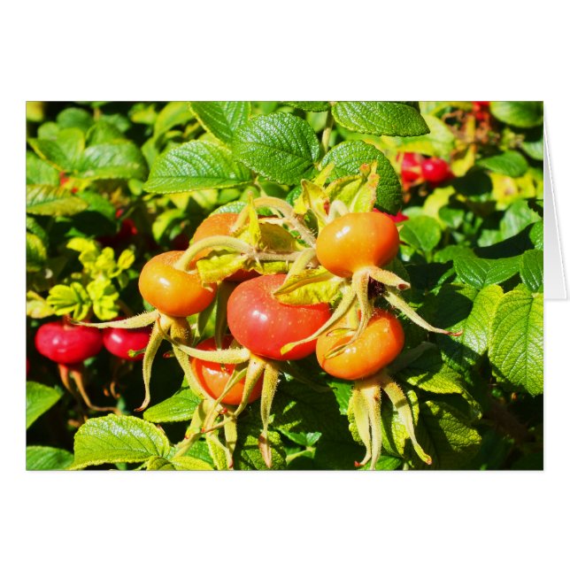 hanches roses, carte Jersey (Devant horizontal)
