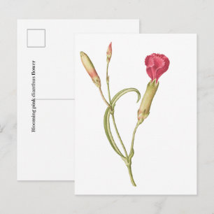 Hand drawn Blooming pink dianthus flower Postcard