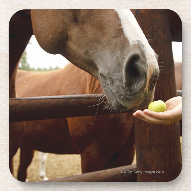 Hand feeding a horse an apple. coaster (Front)