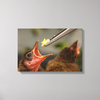hand feeding a house sparrow nestling  canvas print
